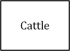 Cattle