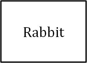 Rabbit