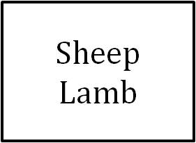 Sheep/Lamb