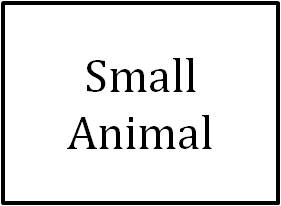 Small Animal